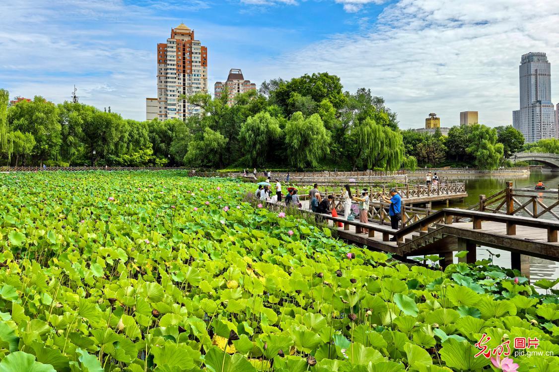 立秋荷绽引游人