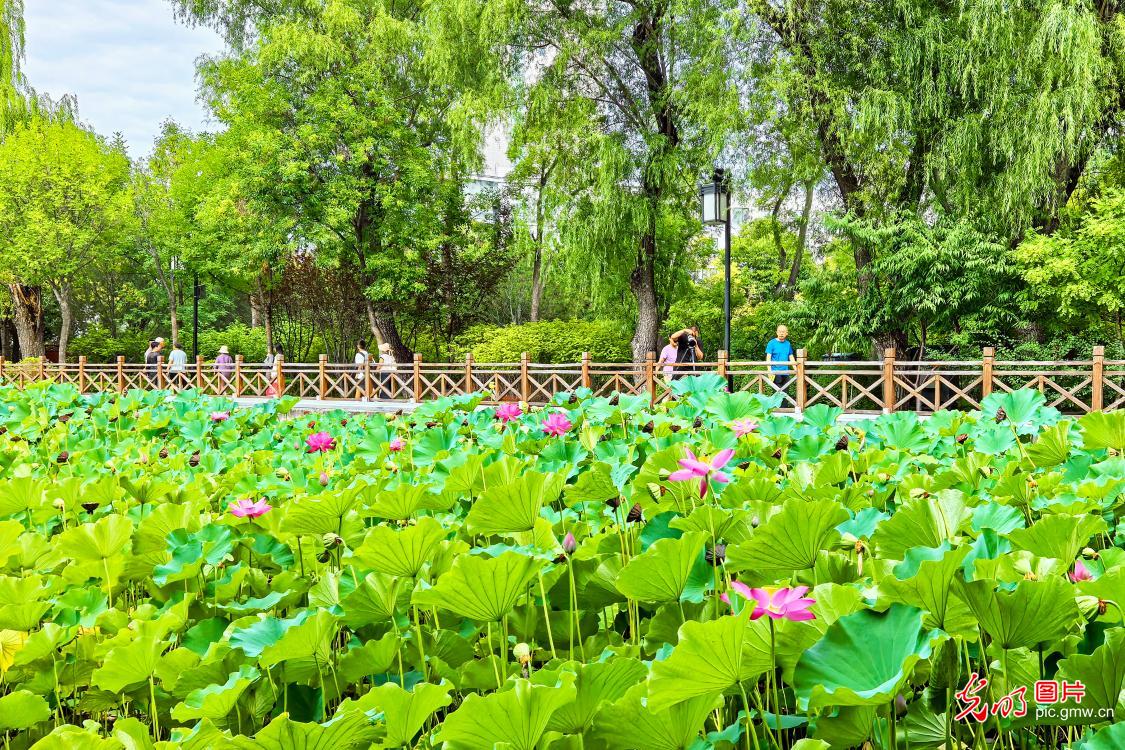 立秋荷绽引游人