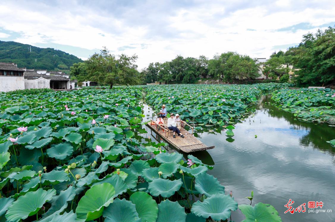立秋荷绽引游人