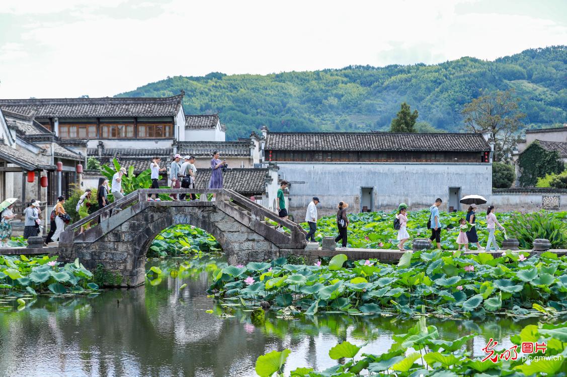 立秋荷绽引游人