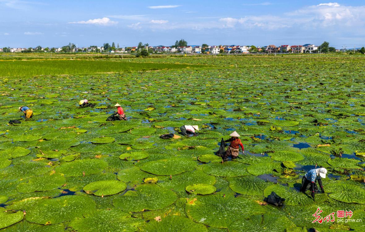立秋至 丰收忙 田园满目秋收图