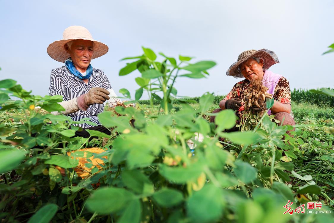 立秋至 丰收忙 田园满目秋收图
