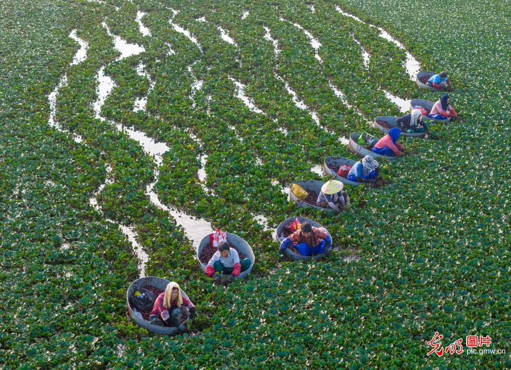 立秋至 丰收忙 田园满目秋收图