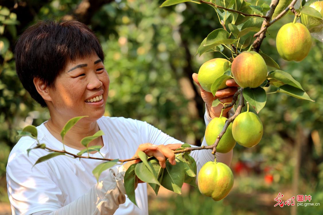 立秋至 丰收忙 田园满目秋收图