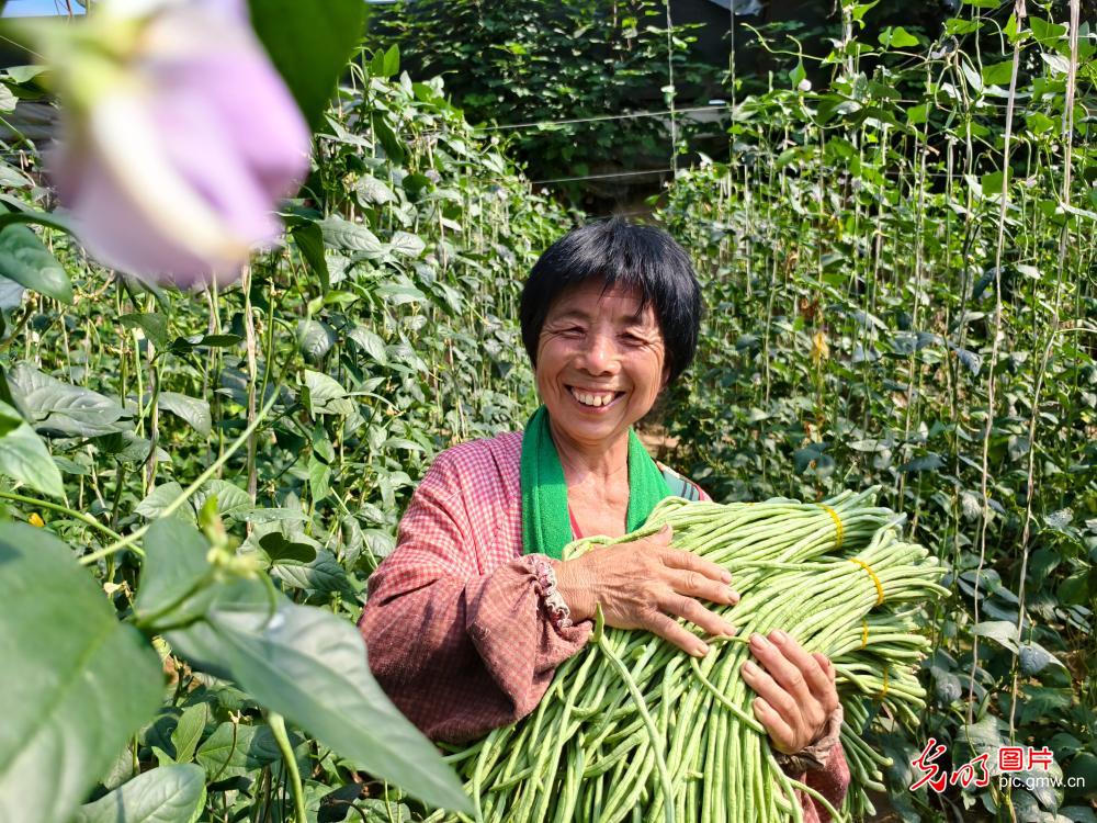 立秋至 丰收忙 田园满目秋收图