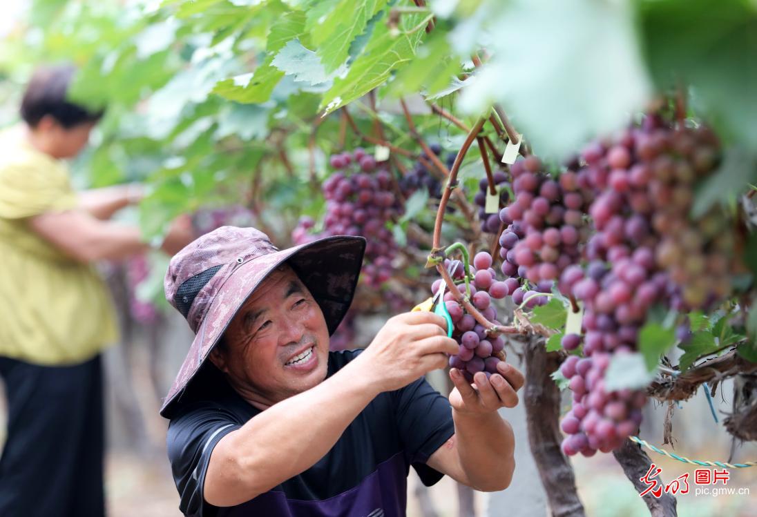 立秋至 丰收忙 田园满目秋收图