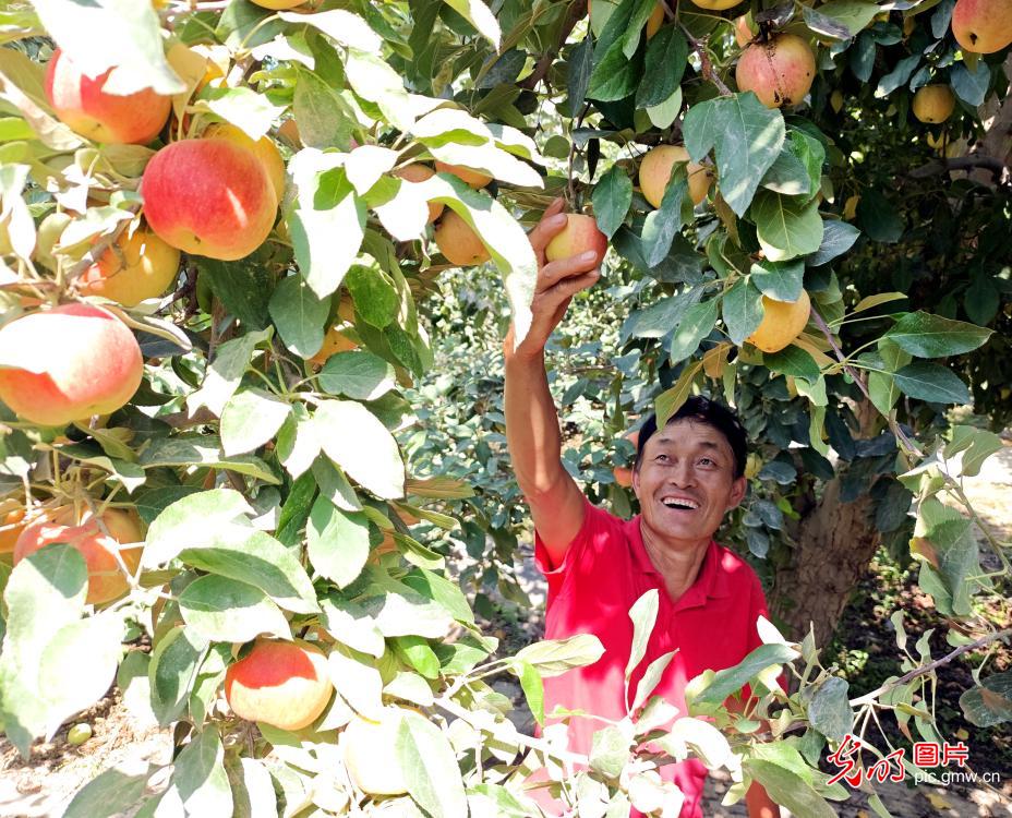 立秋至 丰收忙 田园满目秋收图