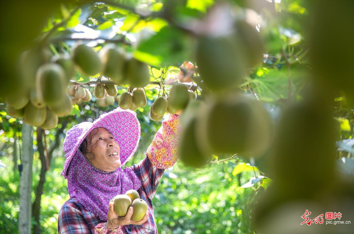 立秋至 丰收忙 田园满目秋收图