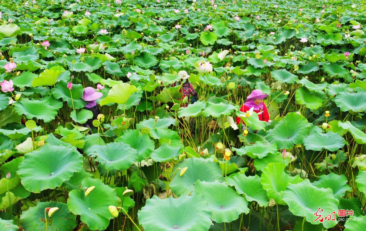 立秋至 丰收忙 田园满目秋收图