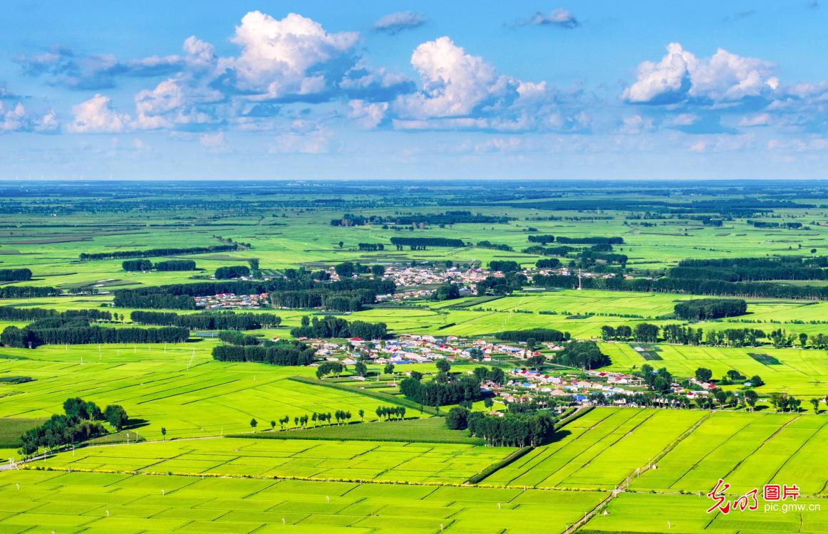 稻米之都 田园如画