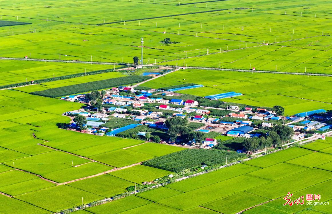 稻米之都 田园如画