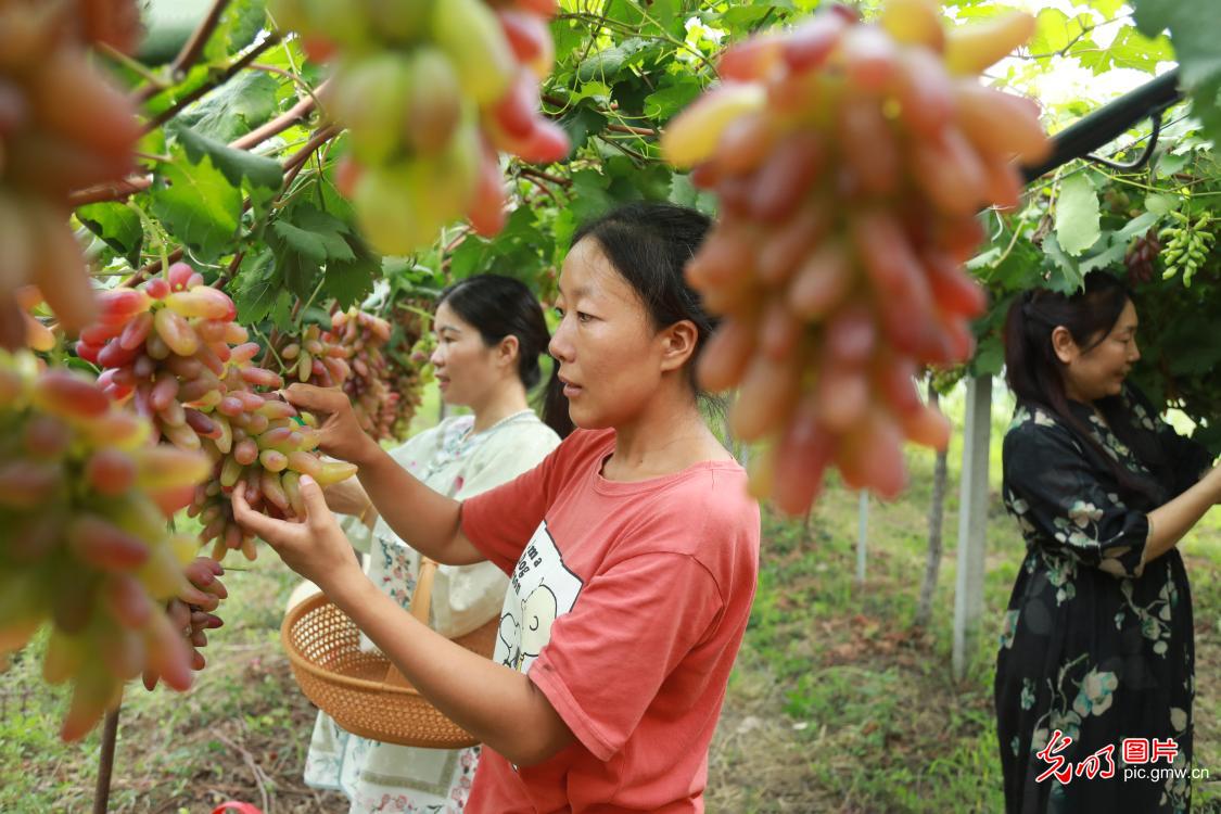 各地葡萄丰收忙采摘