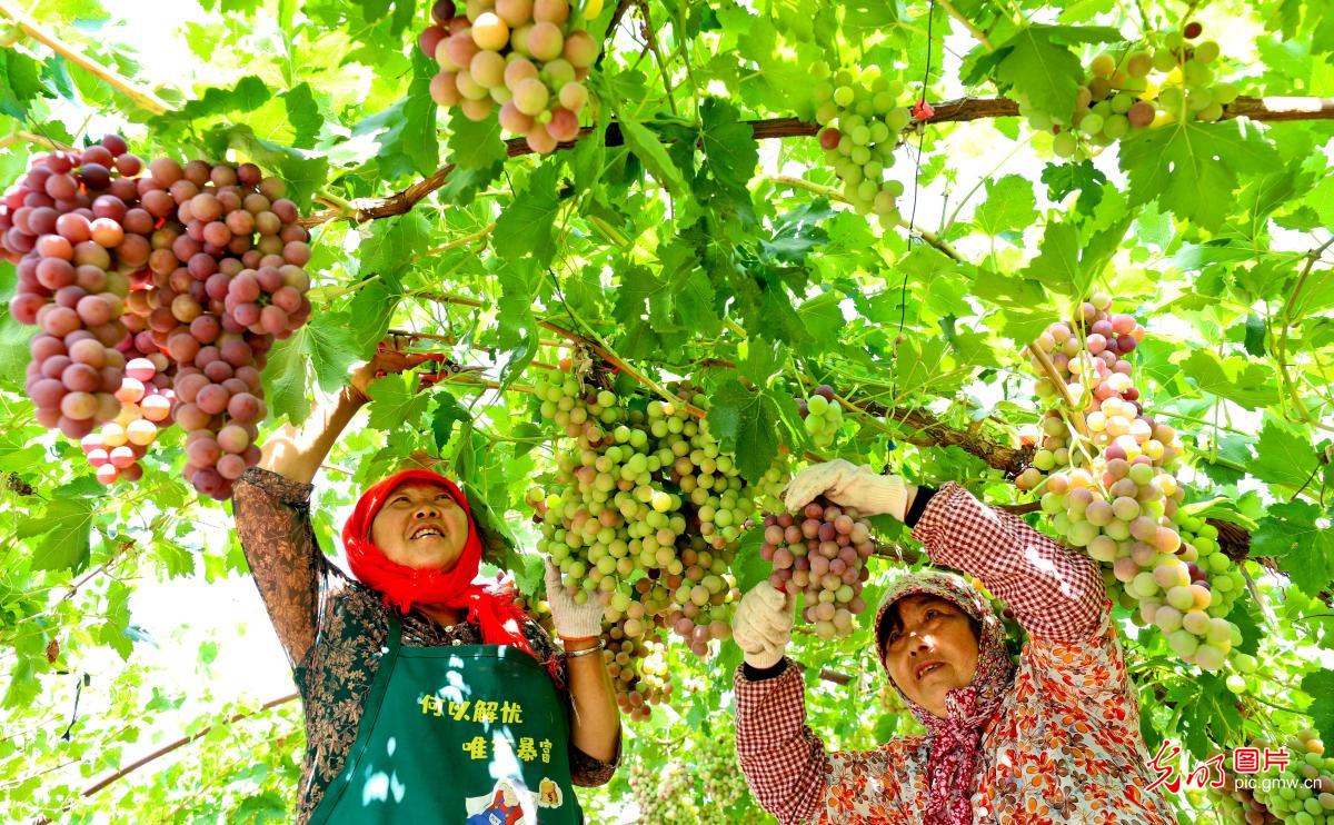 各地葡萄丰收忙采摘