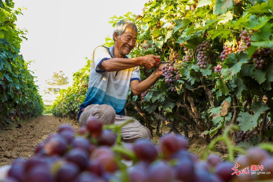 各地葡萄丰收忙采摘