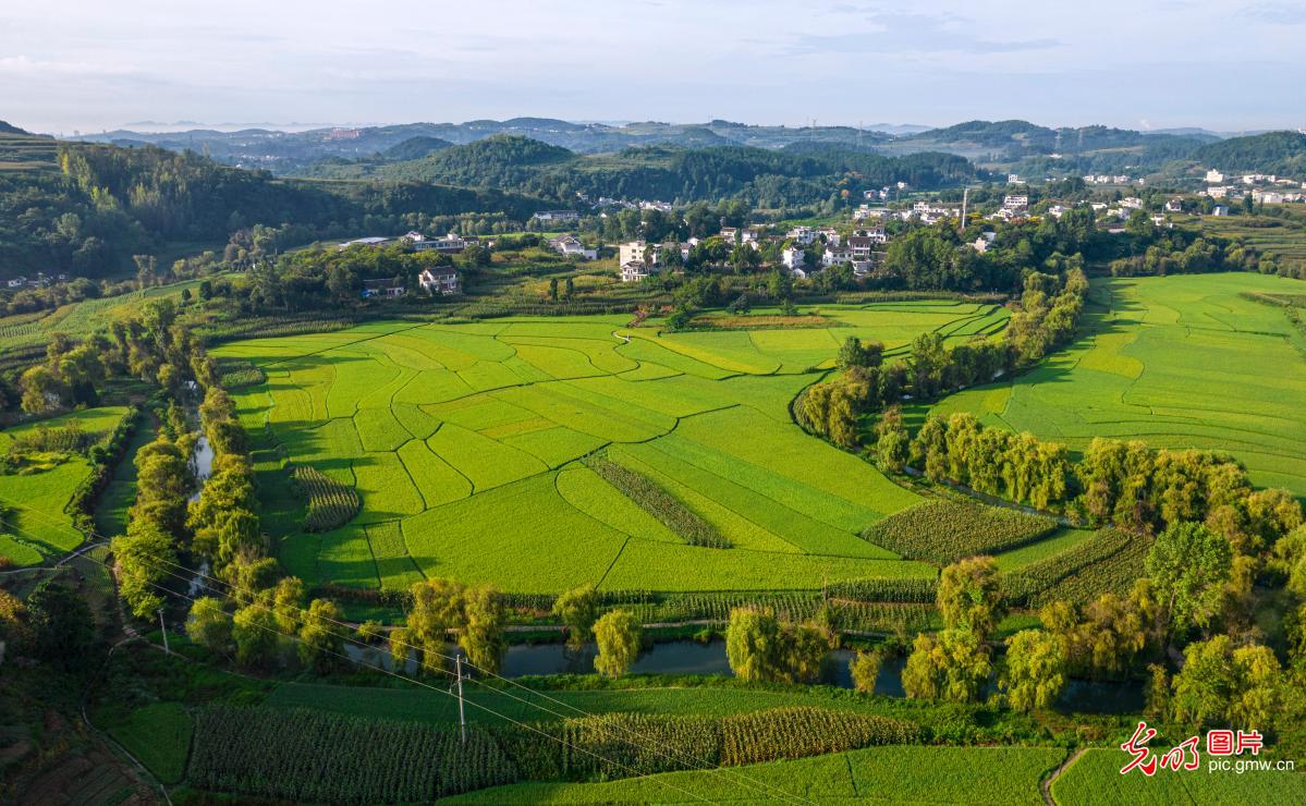 十里田畴稻花香