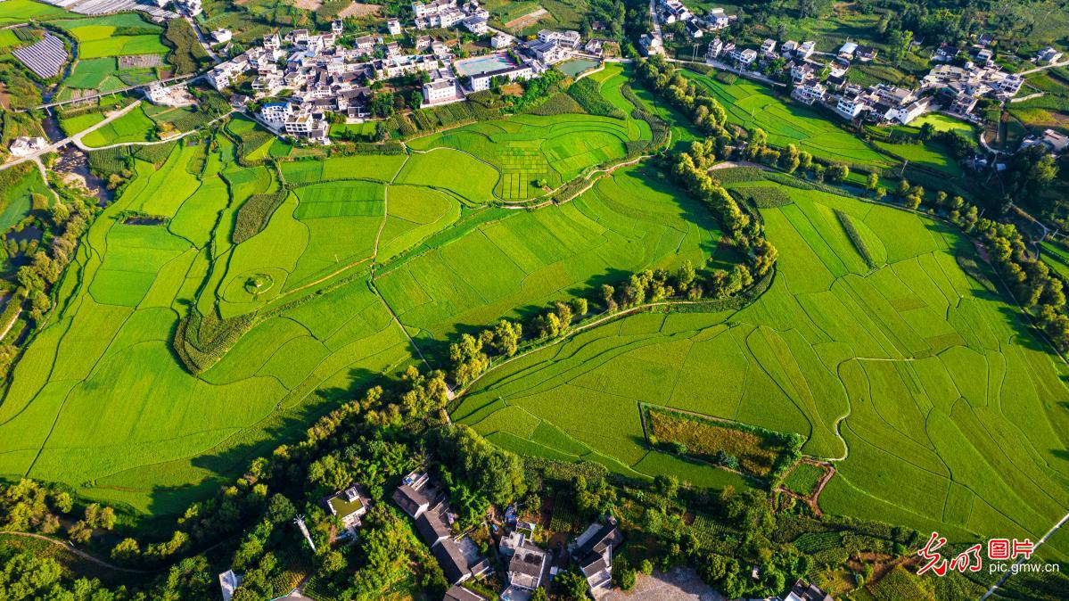 十里田畴稻花香