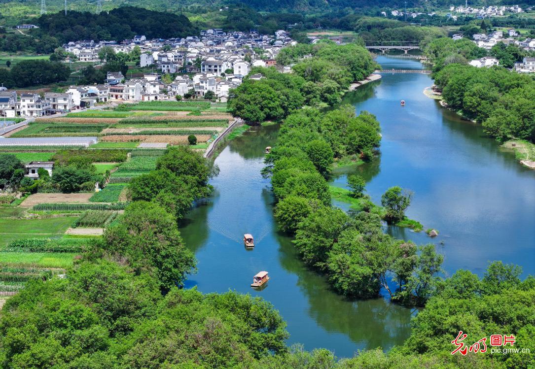 古村落风景旖旎枫杨叠翠