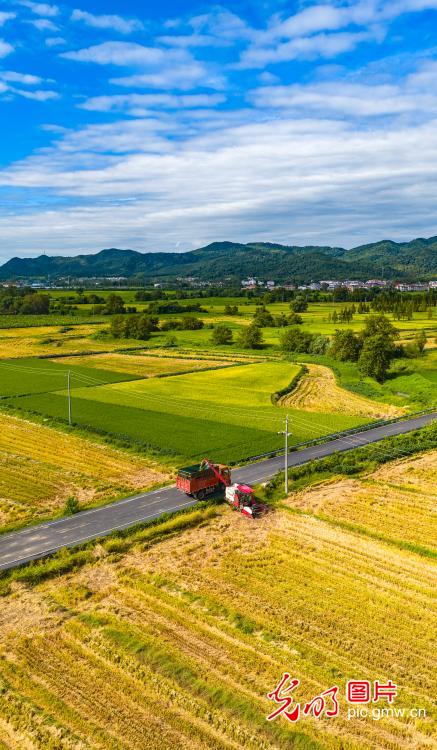 秋收好“丰”景