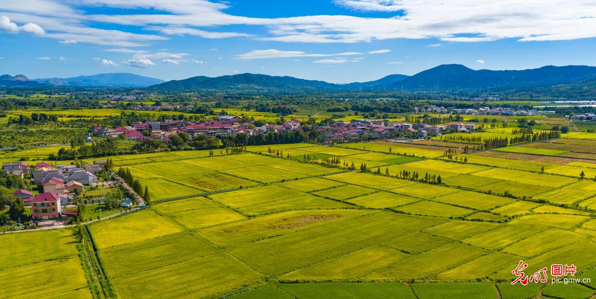 秋收好“丰”景