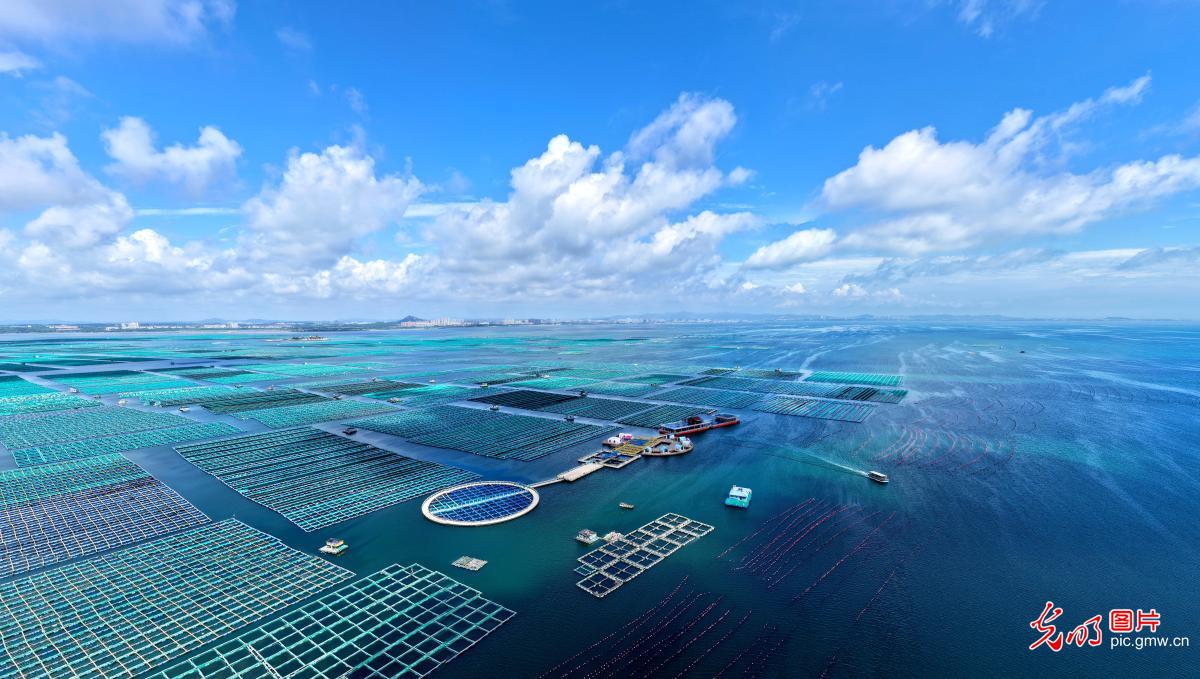 海洋牧场 秋日生态画卷