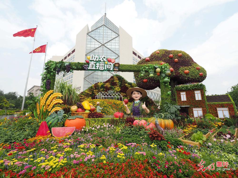 纪念抗战胜利80周年主题花坛亮相北京长安街