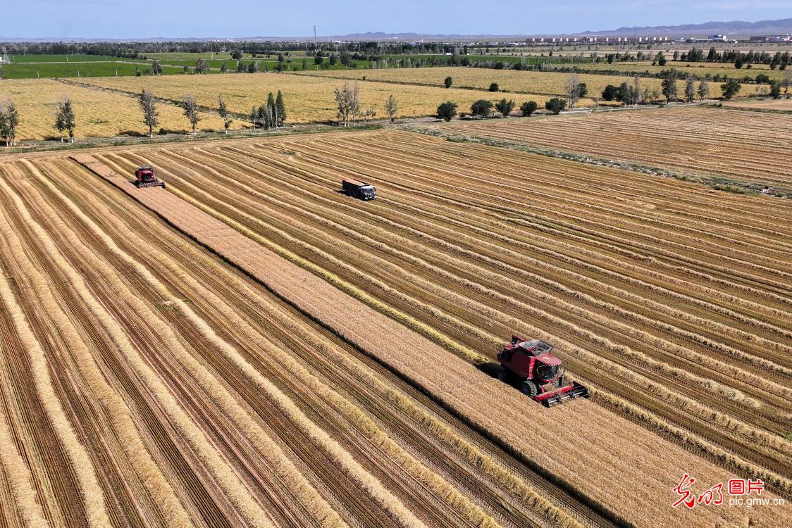 春小麦开镰收割