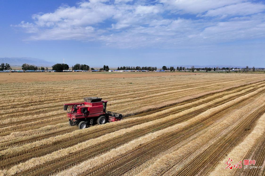 春小麦开镰收割