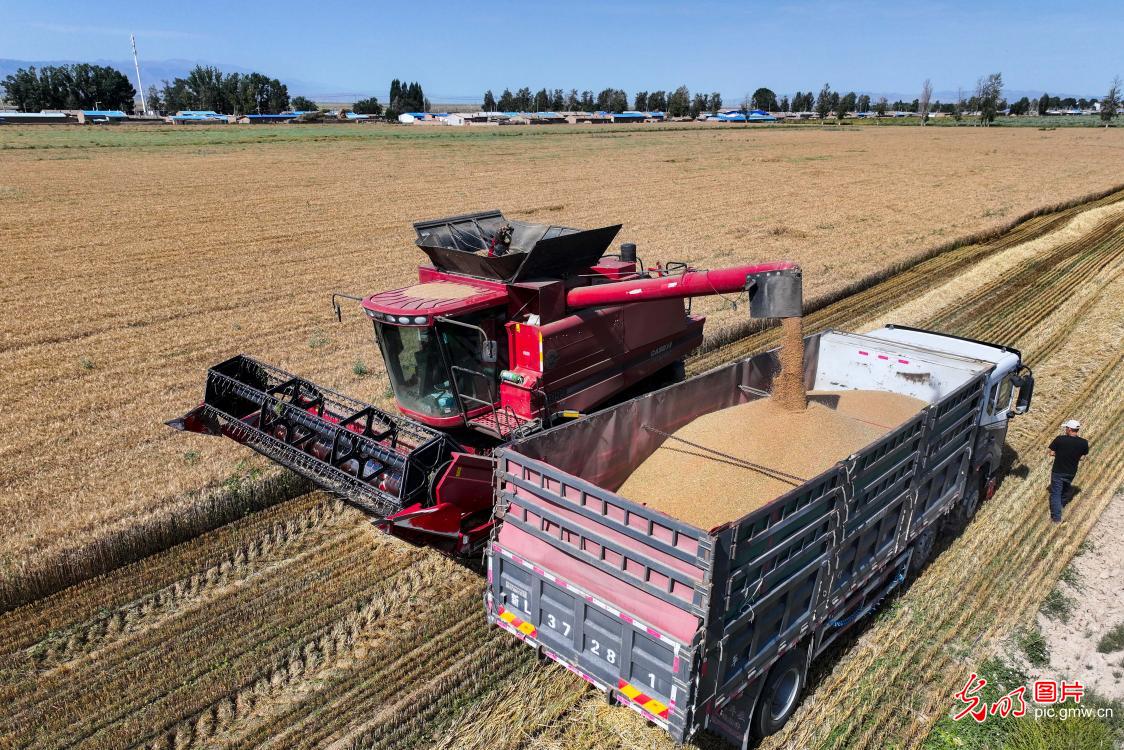 春小麦开镰收割