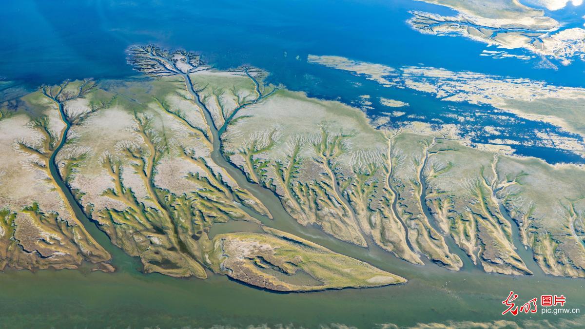 鄱阳湖现“大地之树”景观