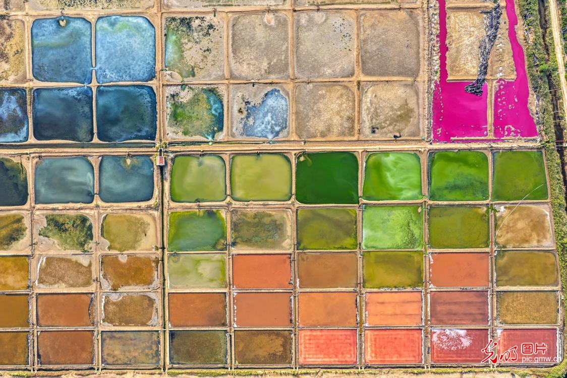 盐田粉黛秋韵浓