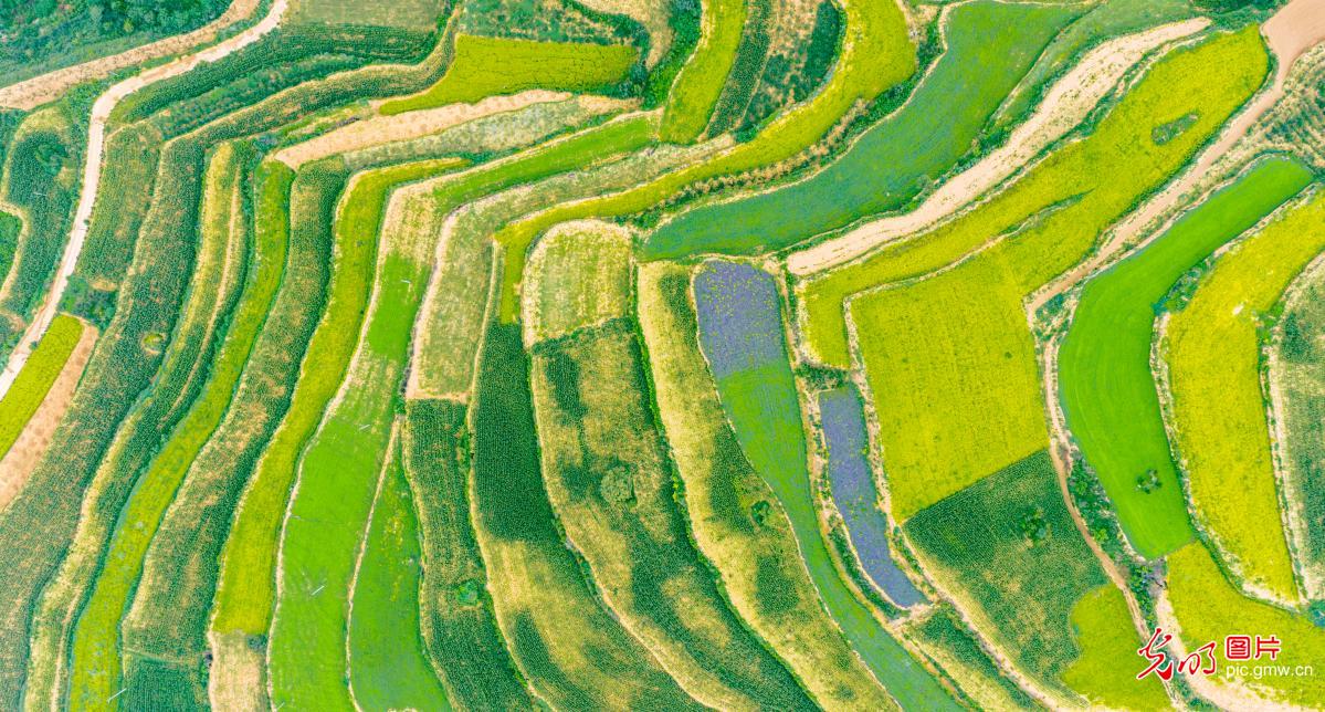 秋日梯田 别样“丰”景