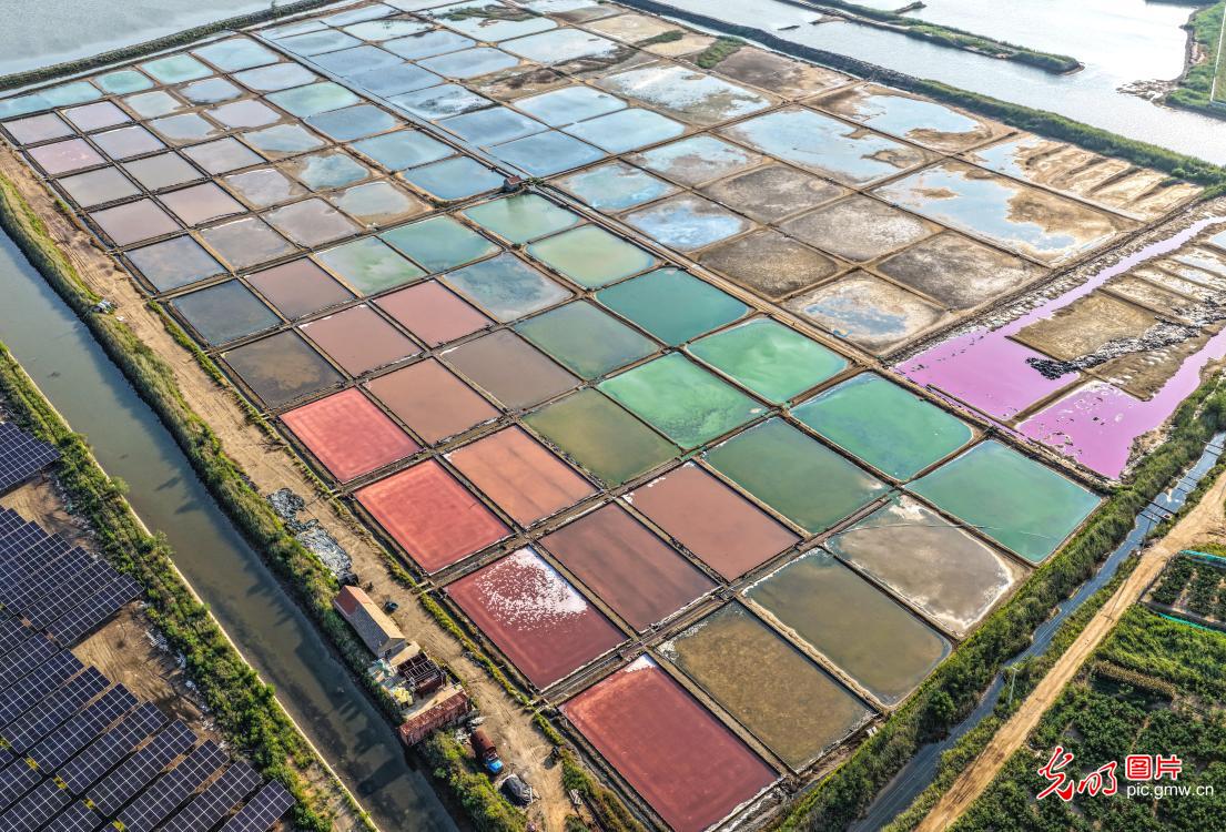 盐田粉黛秋韵浓