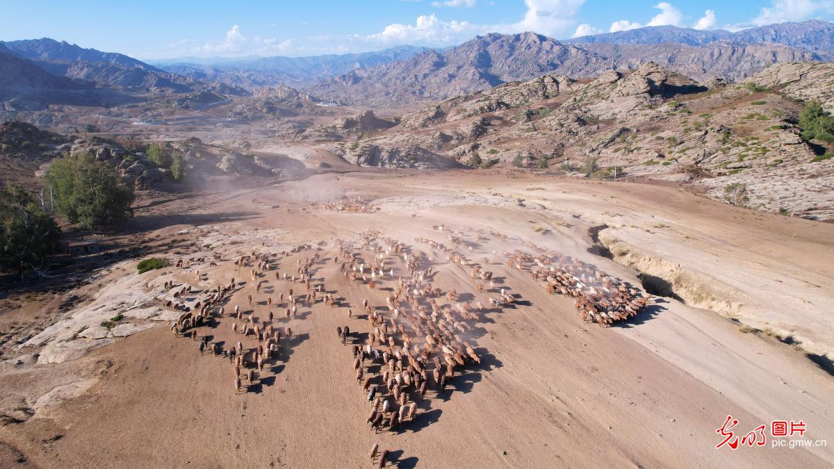 新疆阿勒泰百万牲畜秋季大转场