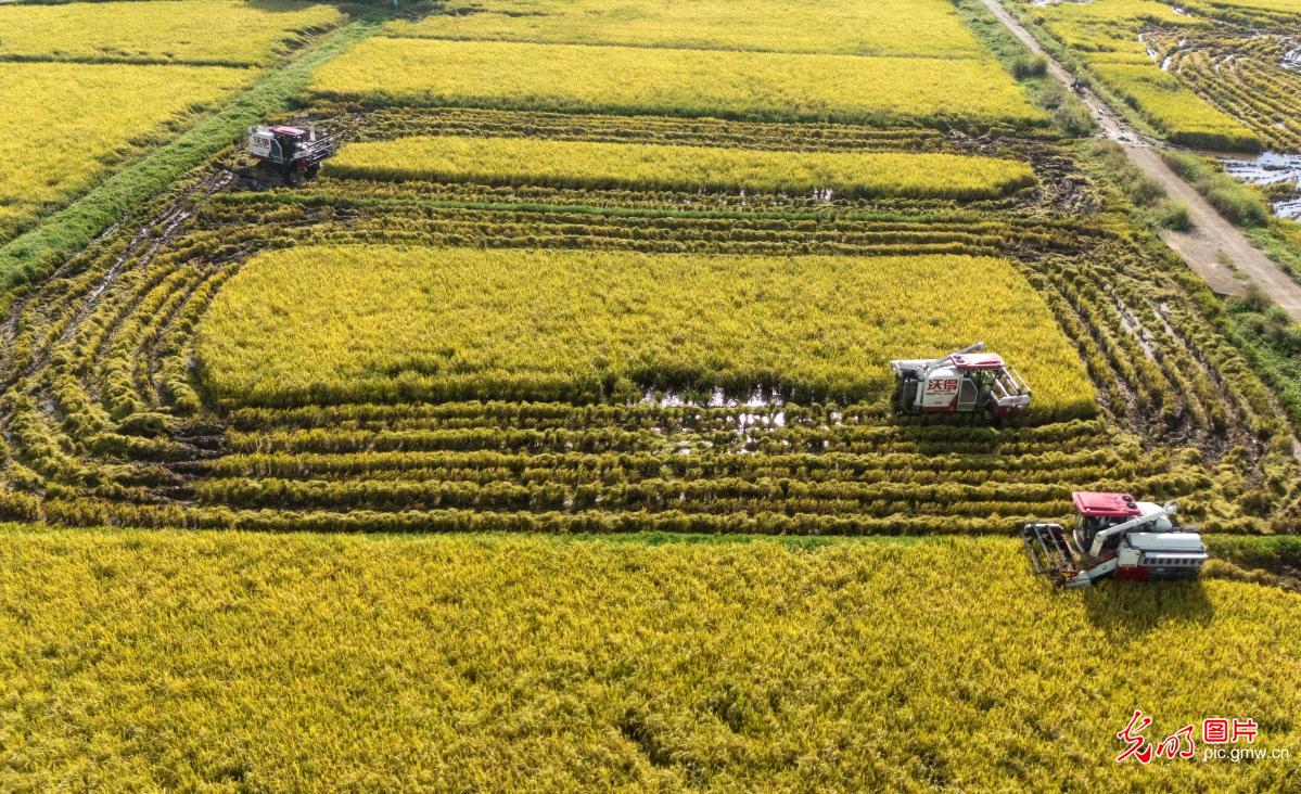 处暑到：忙采收、备秋种，田野满是丰收序