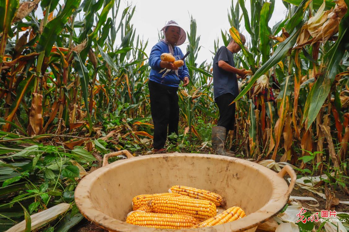 处暑到：忙采收、备秋种，田野满是丰收序