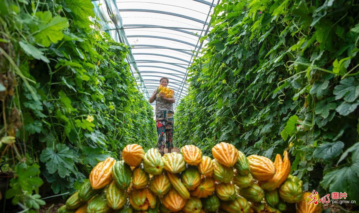 处暑到：忙采收、备秋种，田野满是丰收序