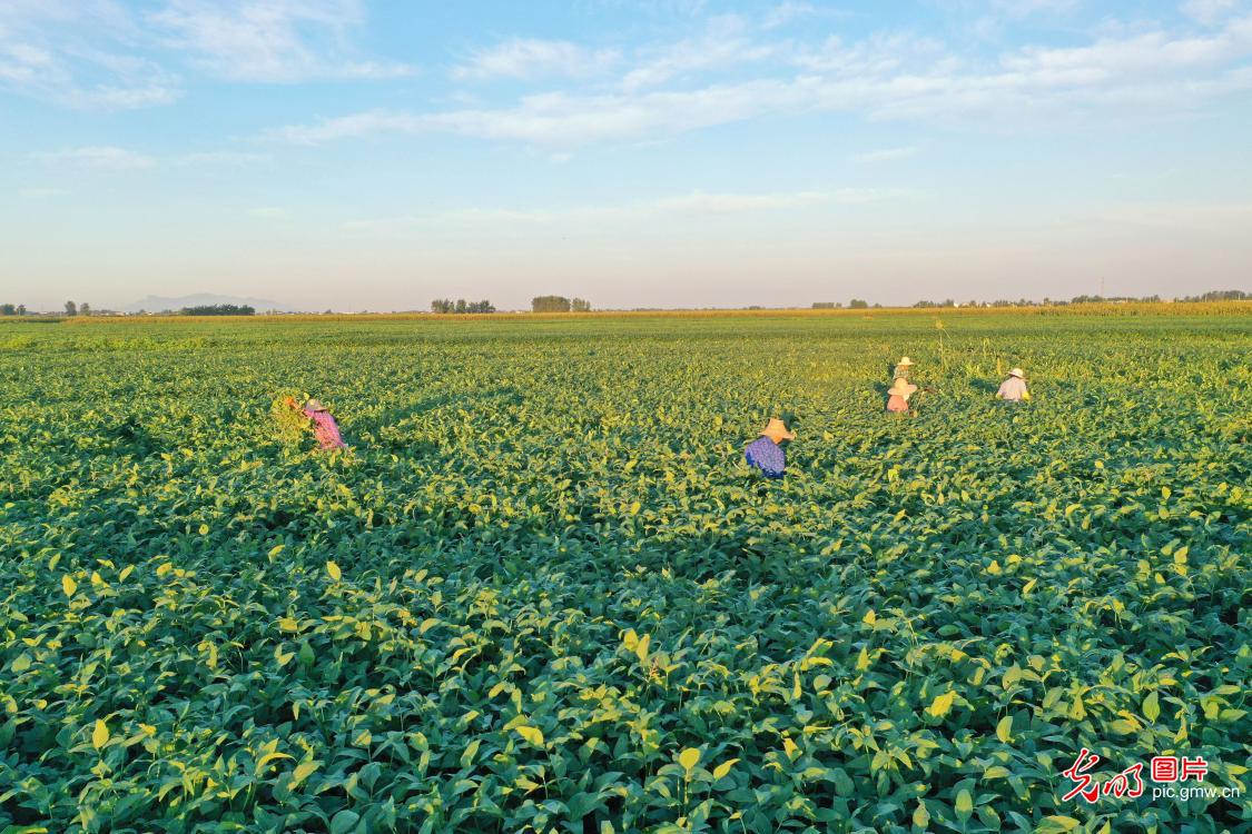 处暑到：忙采收、备秋种，田野满是丰收序