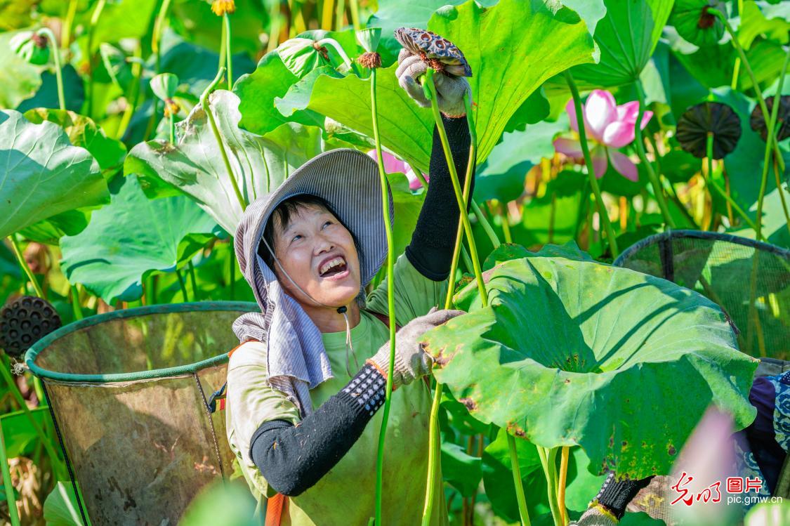处暑到：忙采收、备秋种，田野满是丰收序