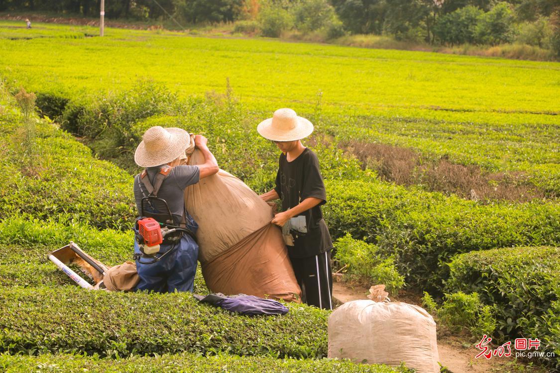 处暑到：忙采收、备秋种，田野满是丰收序
