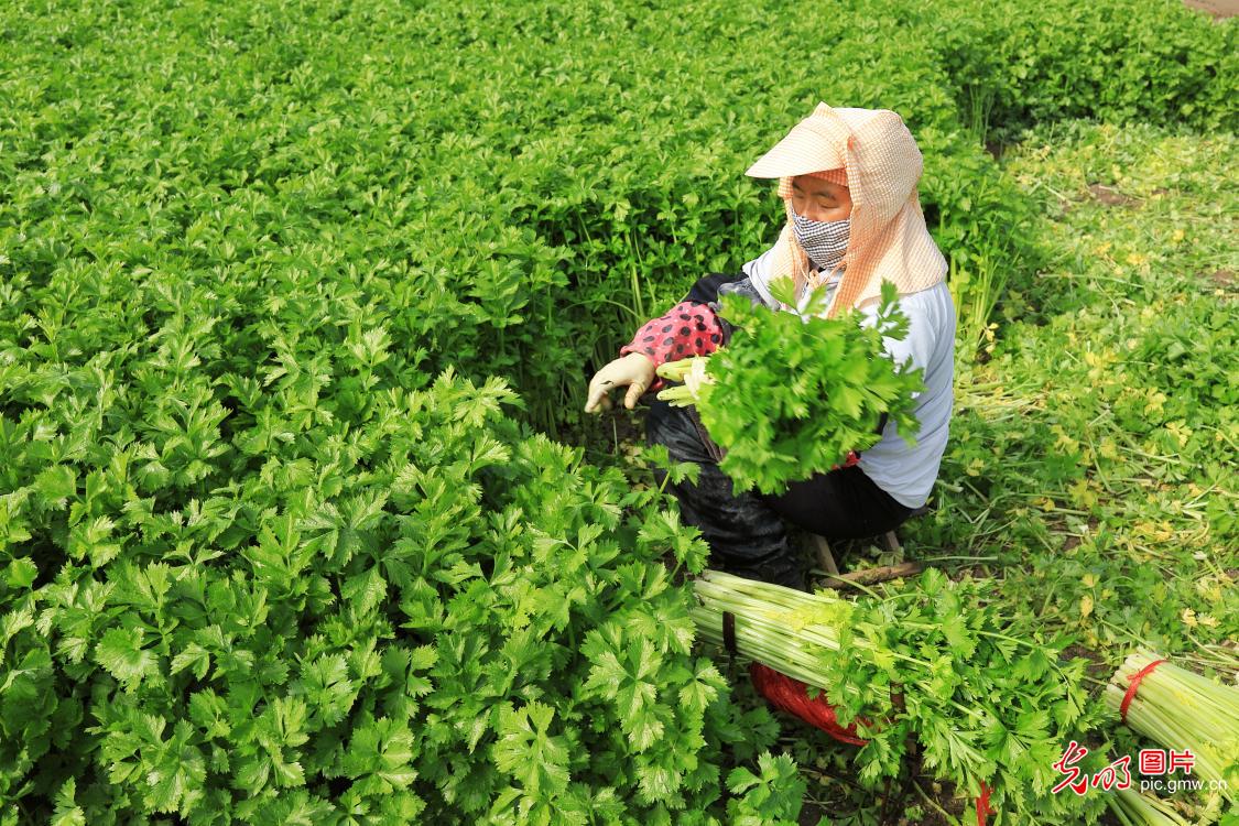 处暑到：忙采收、备秋种，田野满是丰收序