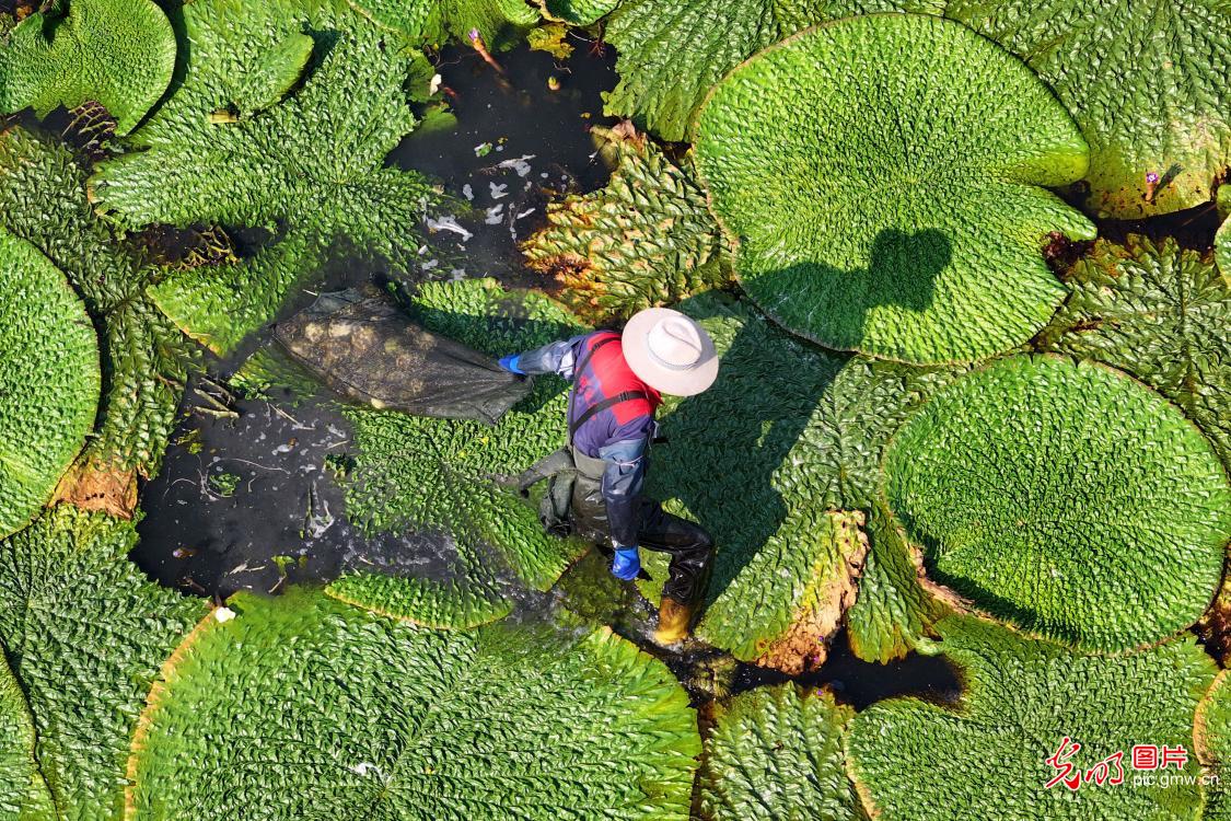 处暑到：忙采收、备秋种，田野满是丰收序