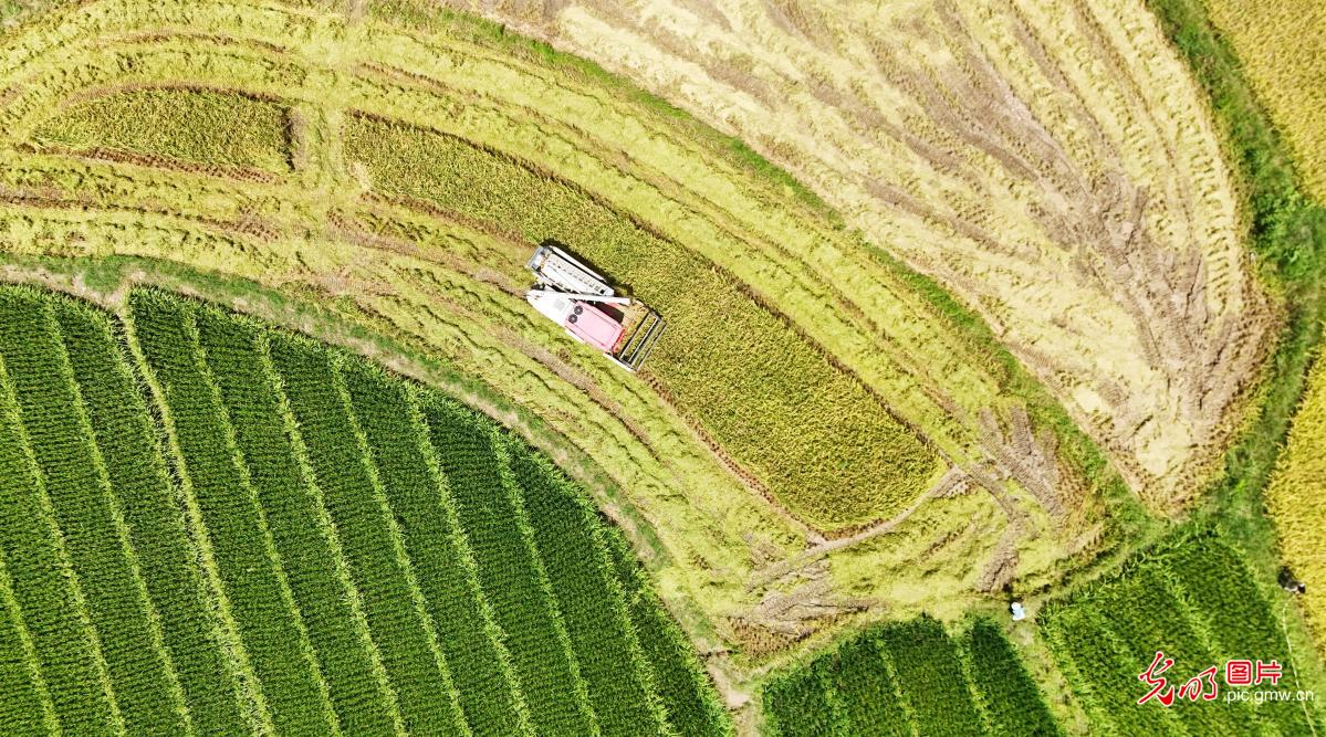 处暑到：忙采收、备秋种，田野满是丰收序