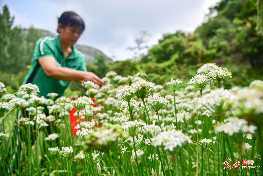 处暑到：忙采收、备秋种，田野满是丰收序