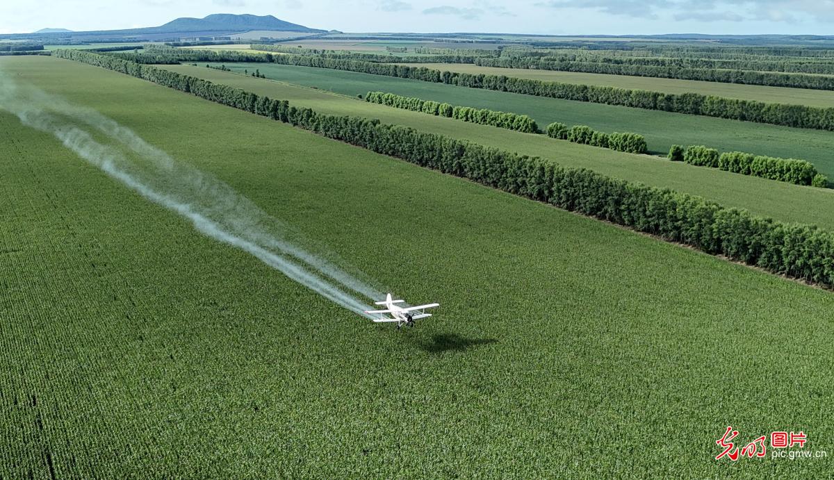 科技夏管护粮仓 精准作业保丰收 科技夏管护粮仓 精准作业保丰收