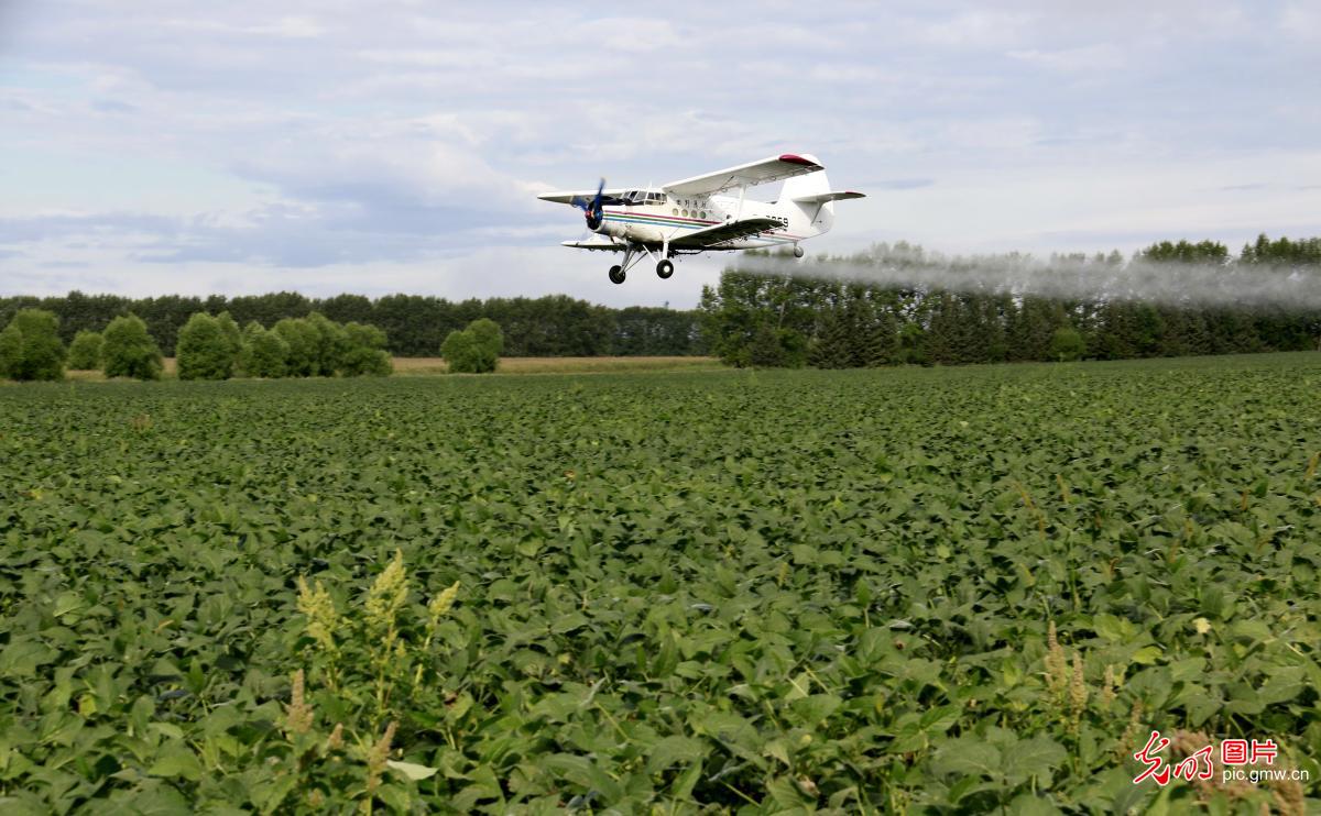 科技夏管护粮仓 精准作业保丰收 科技夏管护粮仓 精准作业保丰收
