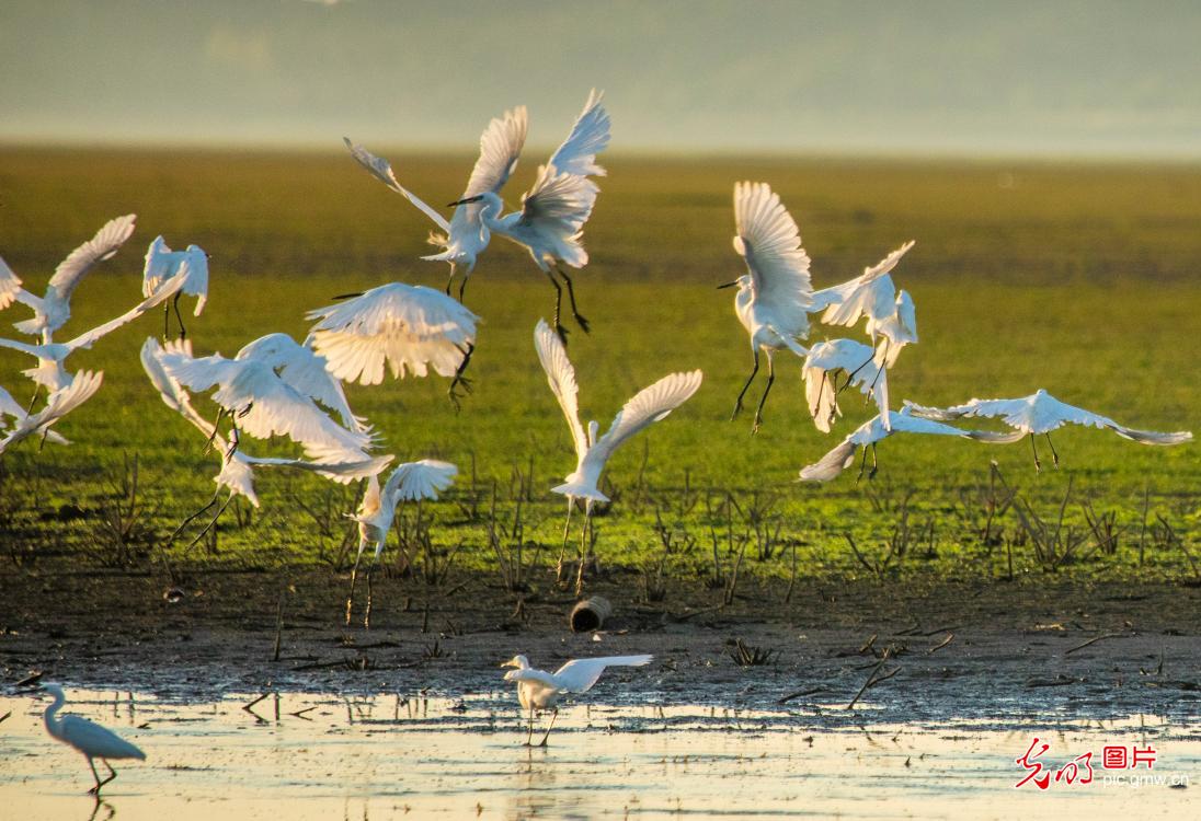大美湿地 生态画卷
