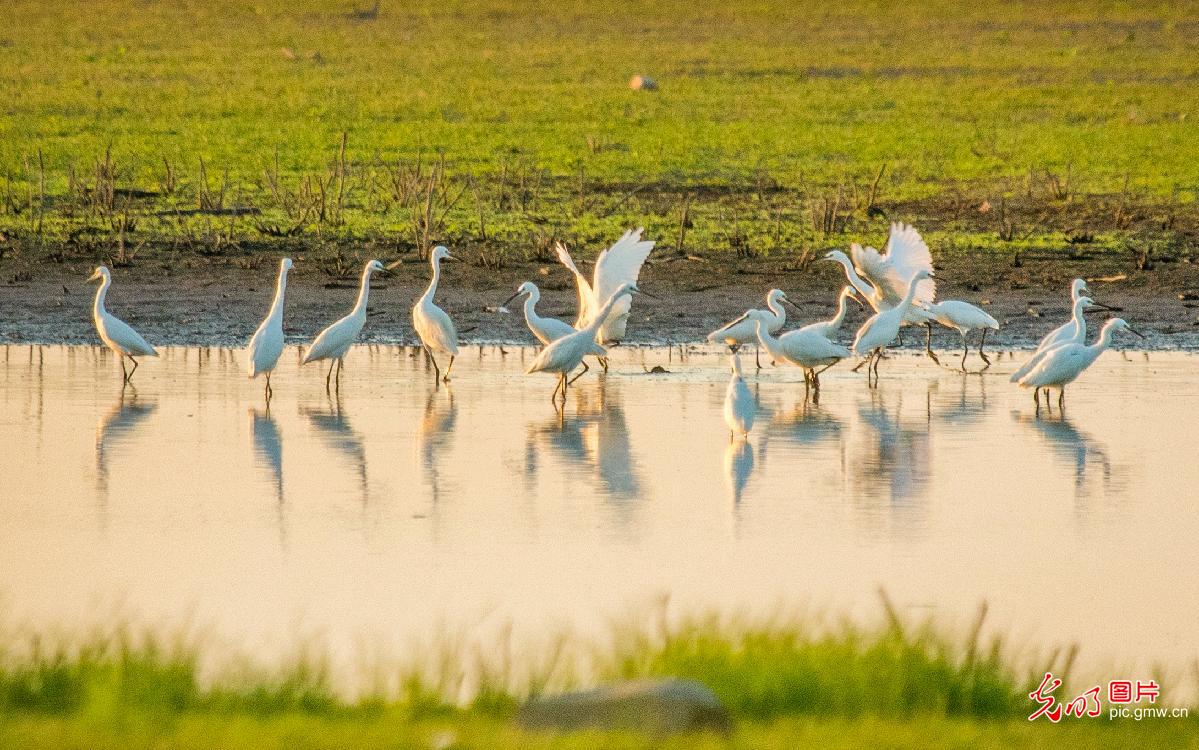 大美湿地 生态画卷