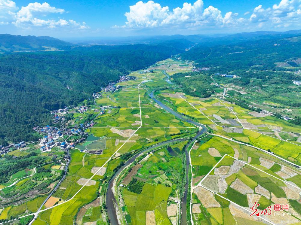 秋日农田披“金装”