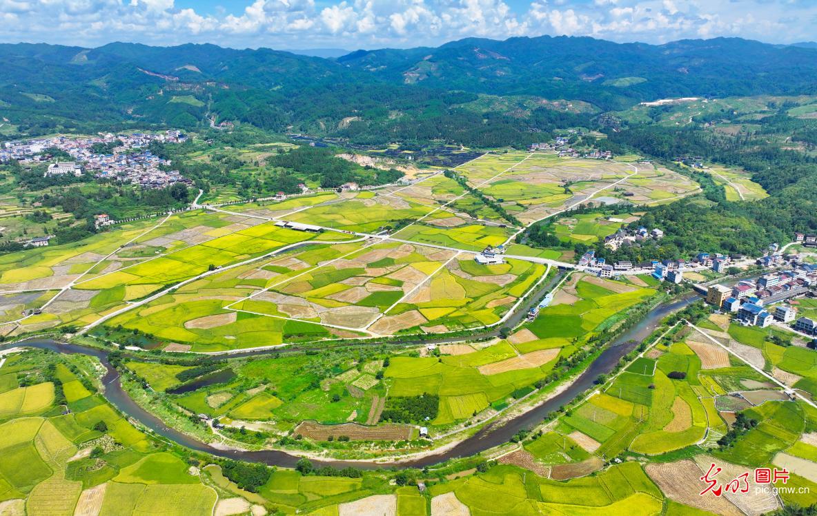 秋日农田披“金装”