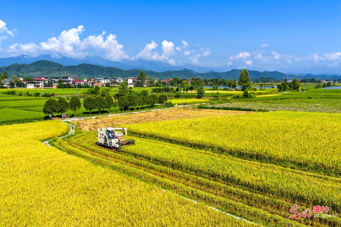 抢收中稻 颗粒归仓